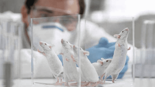Los científicos dotaron a los ratones de características similares a la familia | Foto: La Voz