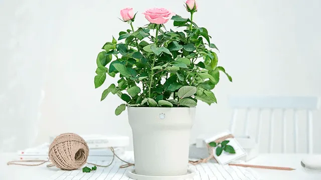 Xiaomi Smart Flower Pot. Foto: Xiaomi