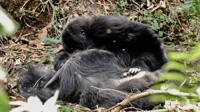 YouTube viral: gorilas lloran a sus muertos en funerales y su dolor es comparado a la del humano [VIDEO] 