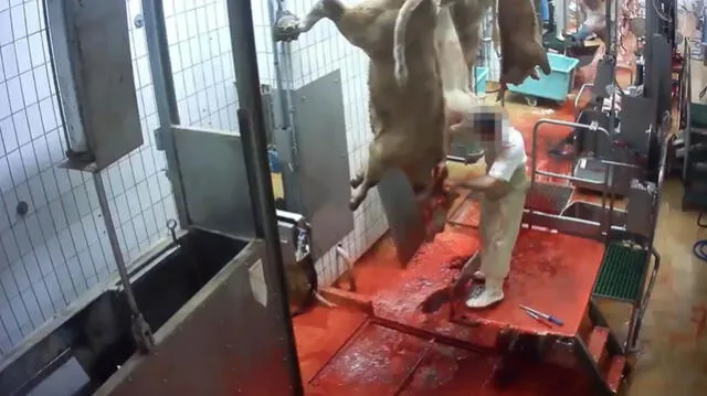 Difunden imágenes de maltrato animal en un ‘matadero ecológico’ [VIDEO]