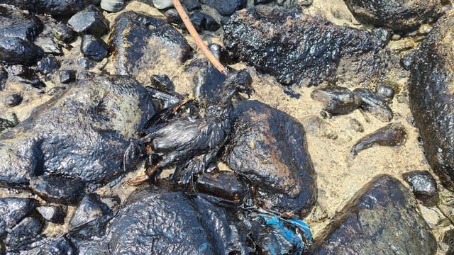 Contaminación en las playas de Ancón y Santa Rosa. Foto: Sernanp