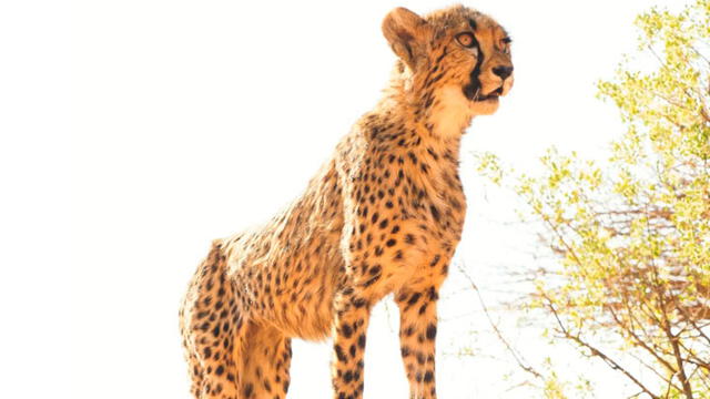 Guepardos: los esfuerzos por salvar al mamífero más rápido y “elegante” del mundo Guepardos: los esfuerzos por salvar al mamífero más rápido y “elegante” del mundo