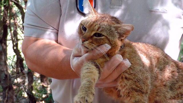 Gato zorro: una nueva especie felina que alerta a la comunidad científica