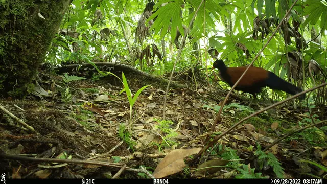 Después de un mes de intensa búsqueda, el equipo de investigación fotografió a la paloma faisán de nuca negra con una de las cámaras trampa. Foto: Doka Nason / American Bird Conservancy