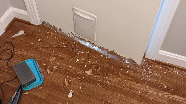Tras la traumatizante experiencia por la que pasó el can, ha empezado a tener comportamiento extraños como el destruir cosas. Foto: cortesía de los Miller/NPR