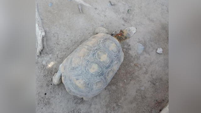 Rescatan a tortuga herida que vivía en parque recreacional de Tacna [FOTOS]