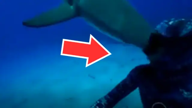 YouTube viral: gigantesco tiburón aparece en 'selfie' que intentó tomarse un arriesgado buzo [VIDEO]