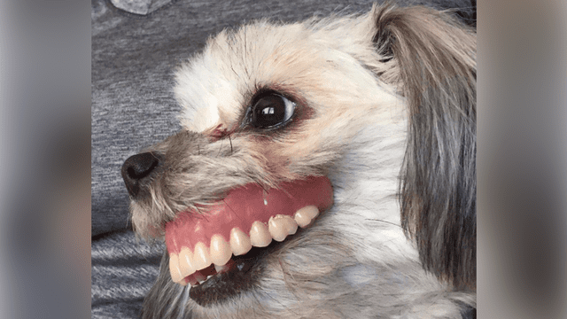 Facebook: perrita usa la dentadura postiza de su amo y su apariencia te hará reír [FOTOS]