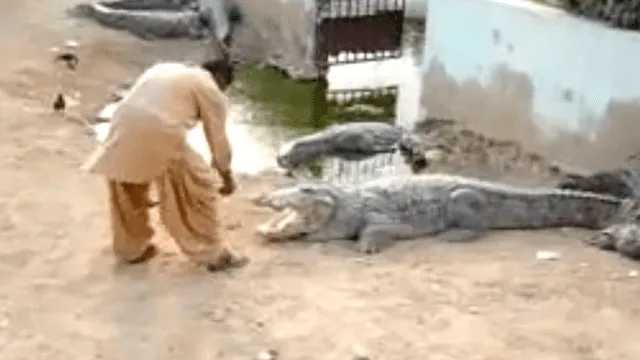 YouTube viral: se arma de valor e ingresa a un santuario de cocodrilos, sin imaginar lo que pasaría [VIDEO]