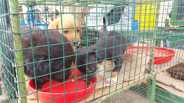 Tacna: animalista se enfrentó a comerciantes de cachorros pero venta continúa [FOTOS Y VIDEOS]