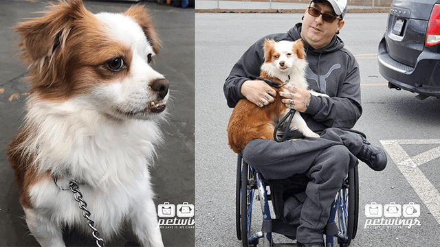 Lima 2019: perro callejero fue adoptado por paraatleta.