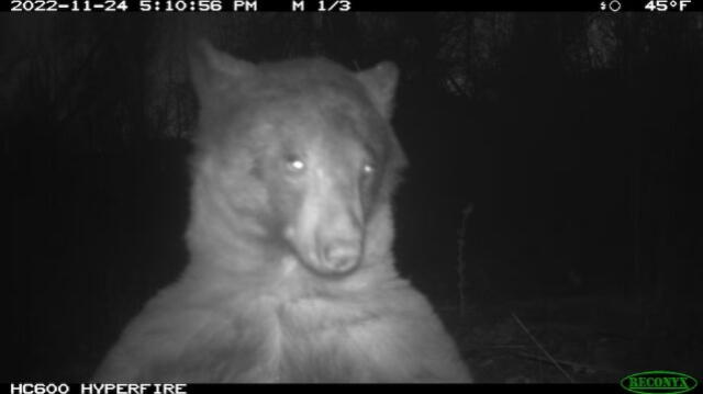  Uno de los 400 'selfies' del oso, registrado por la cámara de vida silvestre. Foto: OSMP<br>    