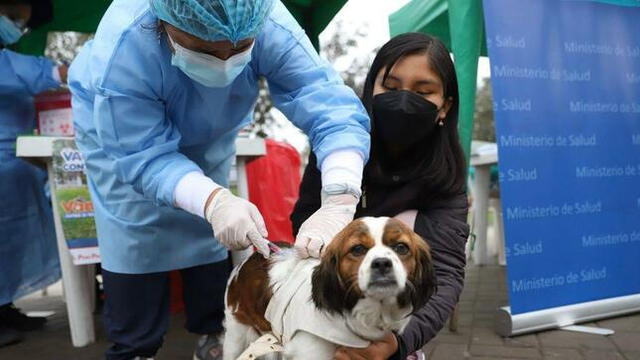 Cada cierto tiempo, el Minsa brinda campañas de vacunación para mascotas. Foto: Minsa   