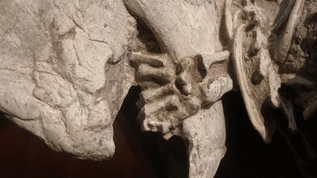 La pata delantera izquierda del mamífero se encuentra sosteniendo la mandíbula del dinosaurio. Foto: Gang Hang   