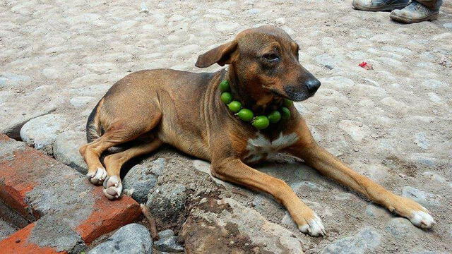 Perro con collar de limones. Foto: Facebook TRV El Salvador   