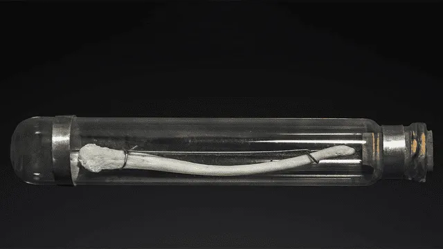  El báculo es un hueso aislado que no se encuentra adherido al esqueleto del macho. Foto: Science   