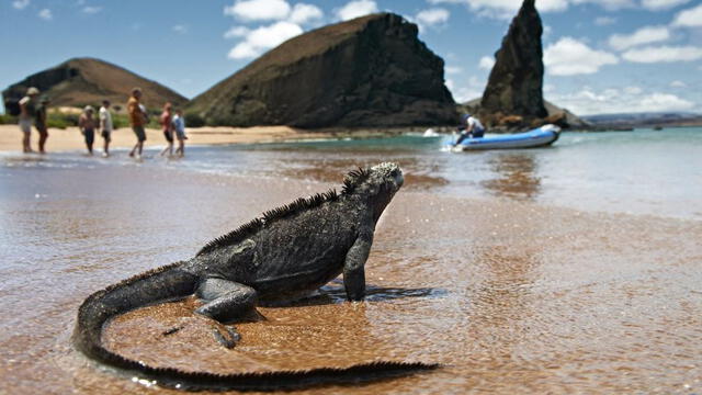 Las especies de las islas Galápagos fueron tomadas como únicas por Darwin. Foto: El País.   