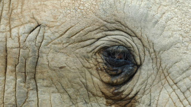 Elefantes asiáticos emiten sonidos con sus trompas para expresar dolor. Foto: AFP   