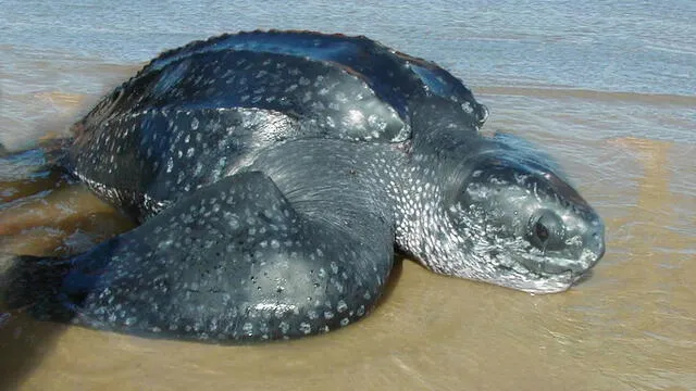  La tortuga siete quillas se lleva el título de la tortuga marina más grande del mundo gracias a su tamaño, pero también por su peso, el cual supera los 900 k. Foto: Karumbé   