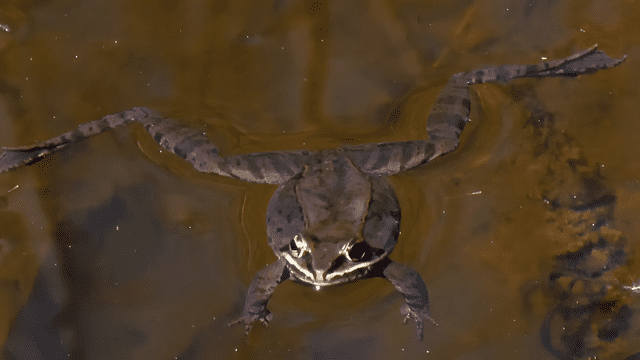 En el interior subártico de Alaska, las ranas de la madera hibernan durante el invierno bajo una capa de mantillo y hojas caídas. Foto: Freepick   