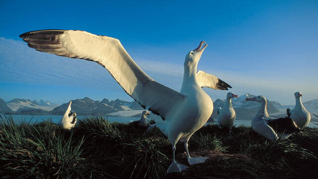 El albatros errante (Diomedea exulans) posee la mayor envergadura de alas entre todas las aves y llegan hasta 3,5 m. Foto:Ocenwide Expeditions   
