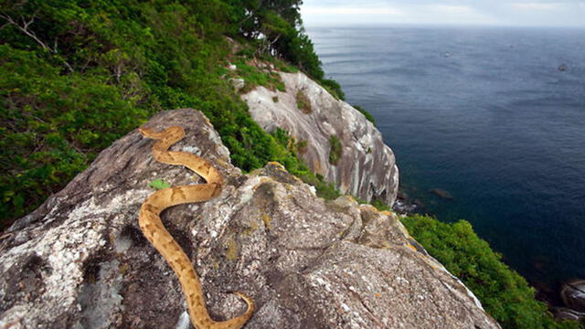 la Isla de las Cobras es considerado el lugar más peligroso del mundo. Foto: iSctock   