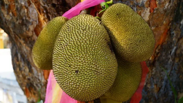 La yaca, un fruto notable por su corteza texturizada y variada en tonos de amarillo, anaranjado y verdoso. Foto: Portal Fruticola.   