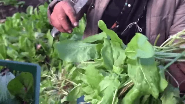 La Ingeniería Agroecológica solo se enseña en una universidad del Perú. Foto: YouTube/Uniminuto television   