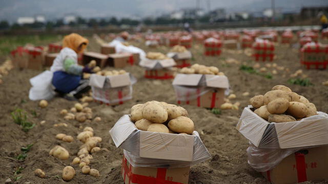 China es el principal productor mundial de papa, alcanzando 94,4 millones de toneladas en 2022. Foto: Zafrán   