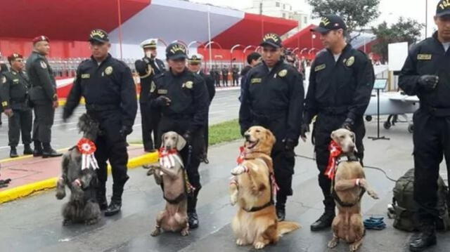  Perritos de la Brigada Canina del PNP. Foto Canal N   