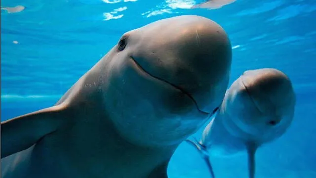  Vaquita marina en peligro debido a la pesca. Foto: ONU   