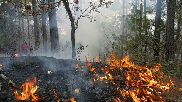  Una de las mejores formas de prevenir los incendios forestales es mantener el entorno limpio y ordenado. Foto: difusión   