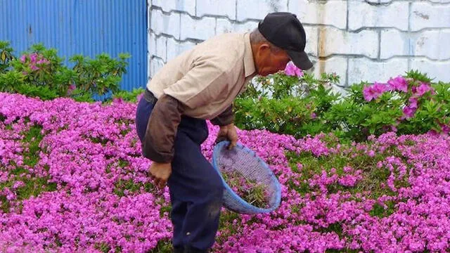  El jardín de los Kuroki está ubicado en Shintomi, Japón. Foto: Xataka   