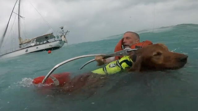  El perro con su dueño en el mar. Foto: captura de pantalla de X   