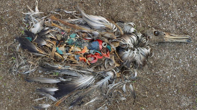  Los microplásticos se han acumulado en más de 1.300 especies de fauna y flora alrededor del mundo, afectando ecosistemas. Foto: Chris Jordan/BBC   