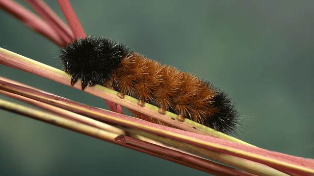  Las orugas lanudas buscan plantas que contienen alcaloides tóxicos que les permite combatir los parásitos en su organismo. Foto: Nat Geo   