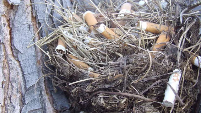  Las aves urbanas emplean colillas de cigarrillo en sus nidos, aprovechando la nicotina como repelente para proteger a sus crías de parásitos y depredadores. Foto: UNAM   