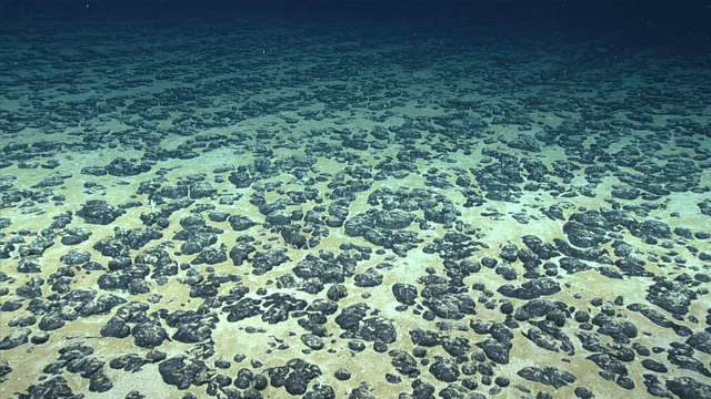  Los nódulos de manganeso en el fondo marino generan la electricidad necesaria para desencadenar la electrólisis en el agua. Foto: Ámbito   