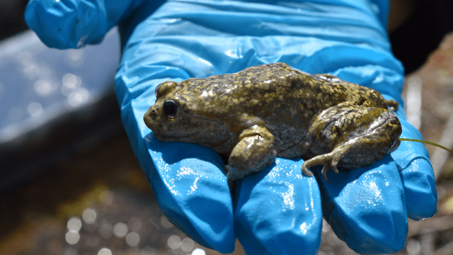 Serfor sanciona el tráfico ilegal de la rana gigante del Titicaca