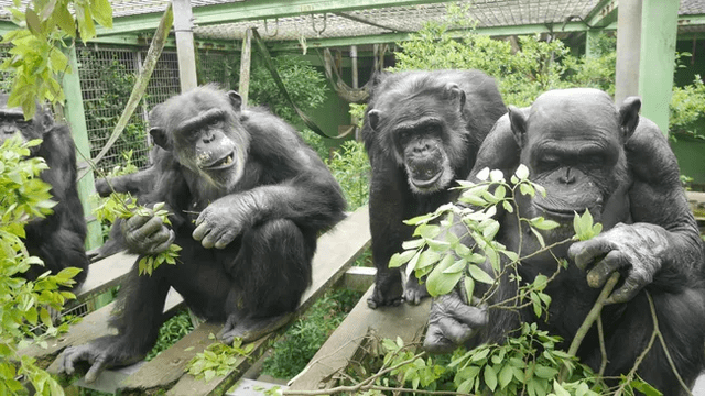 La micción contagiosa registrada en el Santuario Kumamoto podría ayudar a reforzar los vínculos sociales en los grupos de chimpancés. Foto: Kumamoto Sanctuary   