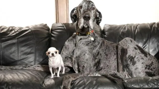  Los perros posando para ser fotografiados. Foto: Noticias Caracol 