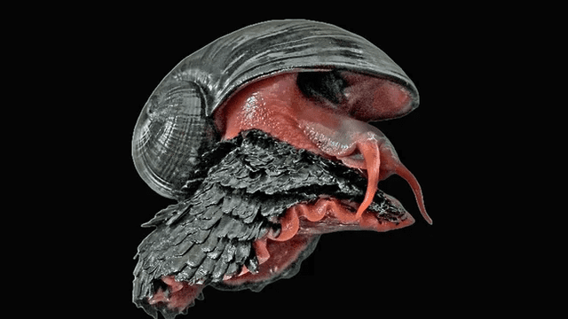 El caracol ha desarrollado una concha hecha de sulfuro de hierro. Foto: HKUST El caracol ha desarrollado una concha hecha de sulfuro de hierro. Foto: HKUST