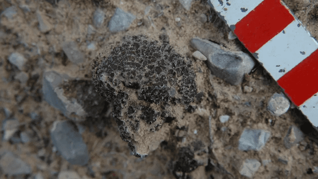 El tipo de liquen que sobrevivió a la explosión de radiación se encuentra comúnmente en ambientes secos. Foto: Henry Sun. El tipo de liquen que sobrevivió a la explosión de radiación se encuentra comúnmente en ambientes secos. Foto: Henry Sun.