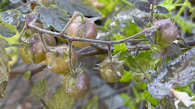 Especies de tomate desevolucionadas de las Galápagos. Foto: Adam Jozwiak Especies de tomate desevolucionadas de las Galápagos. Foto: Adam Jozwiak