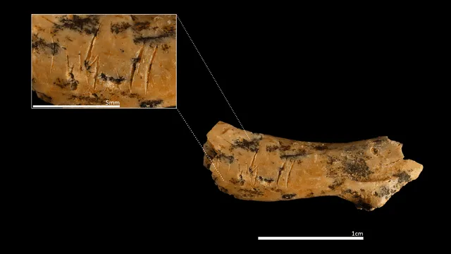 Vértebra cervical de un niño de entre 2 y 5 años, con marcas de corte que evidencian prácticas caníbales por parte de otros humanos. Foto: IPHES-CERCA   