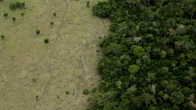  La Amazonía atraviesa cambios radicales en su paisaje y podría agravarse en los próximos 100 años. Foto: LeoFfreitas   
