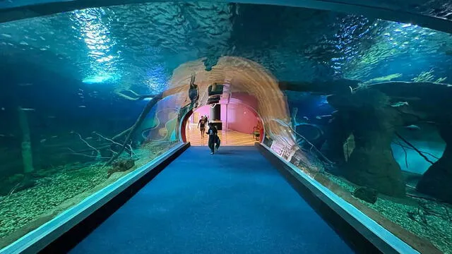 El acuario Bioparque Pantanal es el más grande del mundo con agua dulce. Foto: Tripadvisor El acuario Bioparque Pantanal es el más grande del mundo con agua dulce. Foto: Tripadvisor