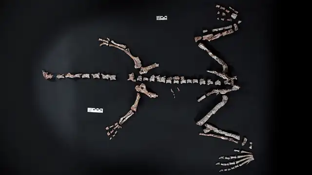 Huesos fósiles de Huayracursor jaguensis. Foto: CONICET Huesos fósiles de Huayracursor jaguensis. Foto: CONICET