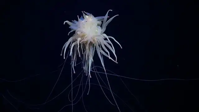  Los oceanógrafos capturaron las primeras imágenes de un calamar del género Promachoteuthis vivido. Foto: Instituto Océanico Schmidt/CNN<br>    