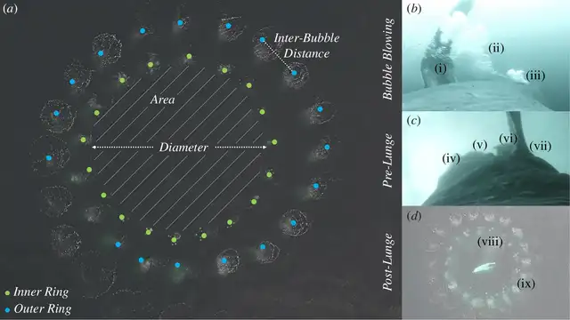  Gracias a esta habilidad, la ballena jorobada mejora su rendimiento en la caza y demuestra una adaptación avanzada frente a los desafíos de su ecosistema. Foto: Royal Society Open Science<br>    